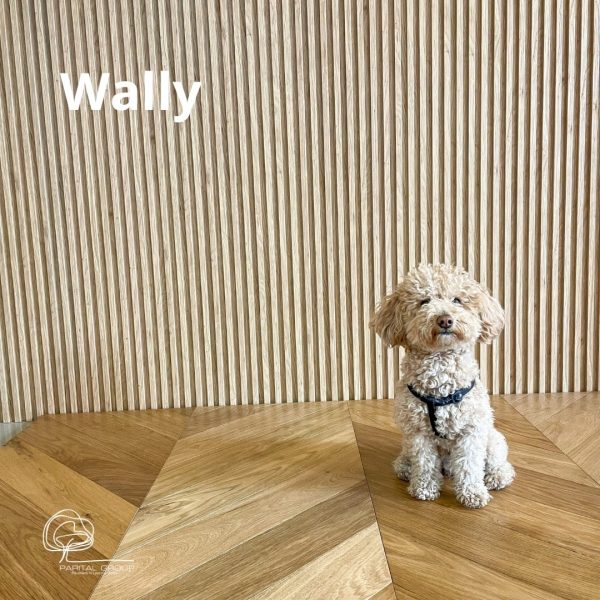 Un barboncino seduto sul pavimento in legno naturale, sullo sfondo una parete verticale in legno del modello Wally.